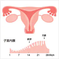 子宮内膜の変化01