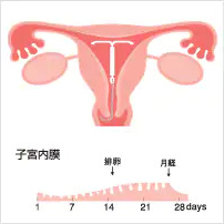 子宮内膜の変化02